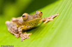 Roter Borneo Flugfrosch  - Zum Vergroessern klicken!
